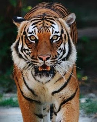 Tiger hunt截图6