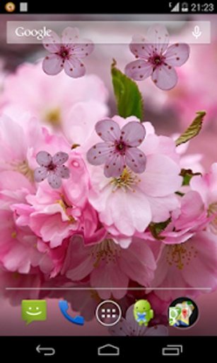 Cherry Flower截图7