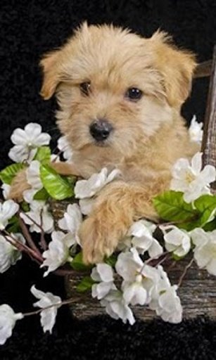 Puppies Live Wallpaper截图2