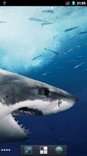 Shark HQ Live Wallpaper截图5