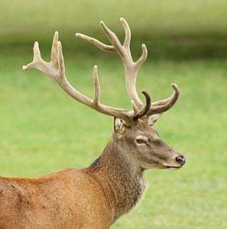 Deer Challenge截图7