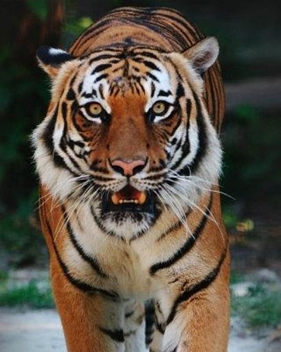 Tiger hunt截图8