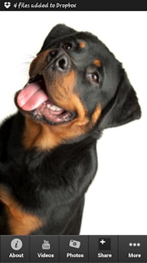 Caring For Rottweilers截图5