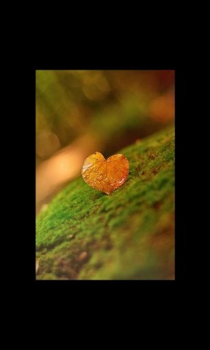 Cute Valentines Heart LWP截图6