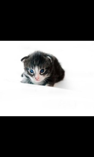 Kitten Galaxy Note2 LWP 10截图7