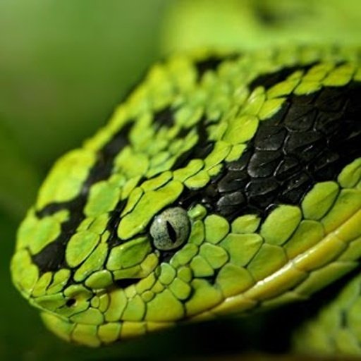 Snake Live Wallpaper截图10