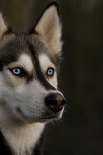 Cute Dog Wallpapers截图5