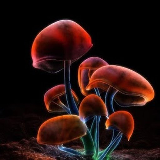 Mushrooms 3D Live Wallpaper截图4