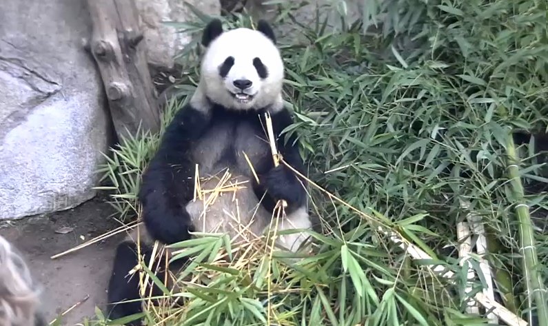 PANDA Webcam - Live Zoo Pandas截图7