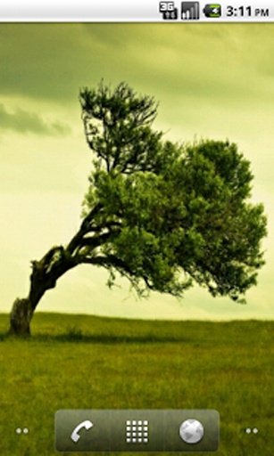 Trees Wallpaper截图1