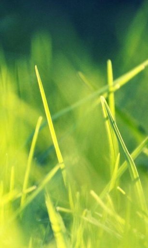 Green Grass LWP截图5