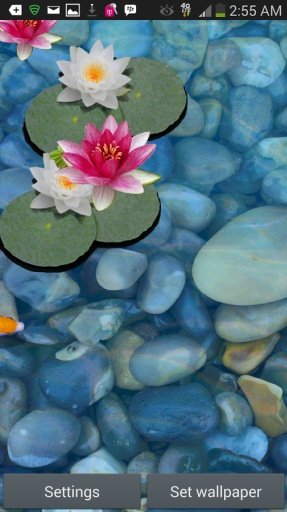 3D Koi Fish Pond Live Wallpaper截图8