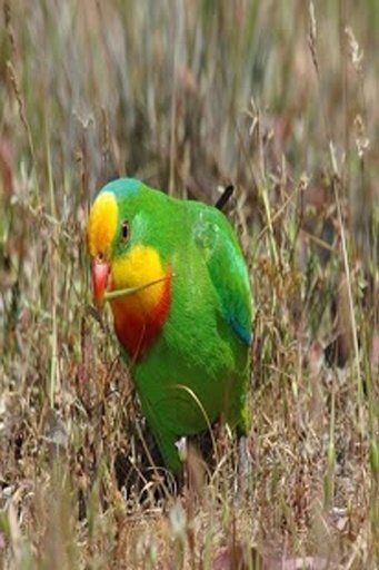 Superb Parrot HD Wallpaper截图7