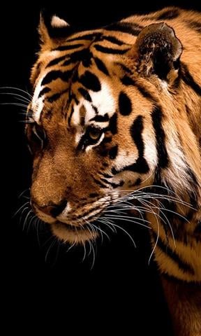 Tigers HD Jigsaw Puzzles截图1