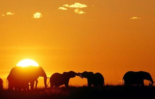 African Animals Wallpapers截图4