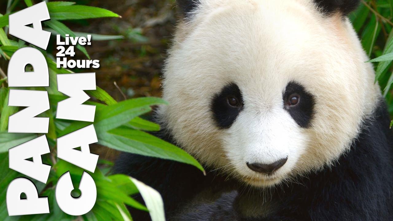 PANDA Webcam - Live Zoo Pandas截图1