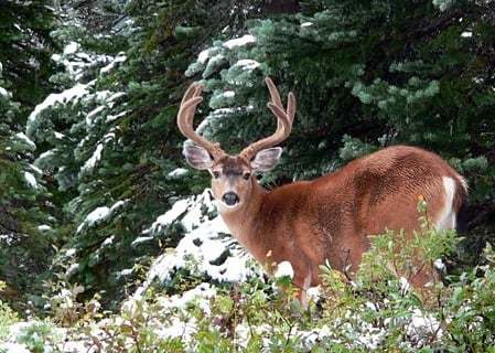 Deer Challenge截图9