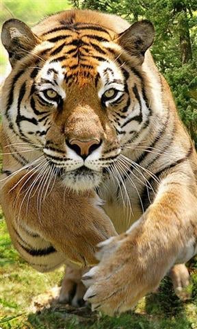 Tigers HD Jigsaw Puzzles截图2