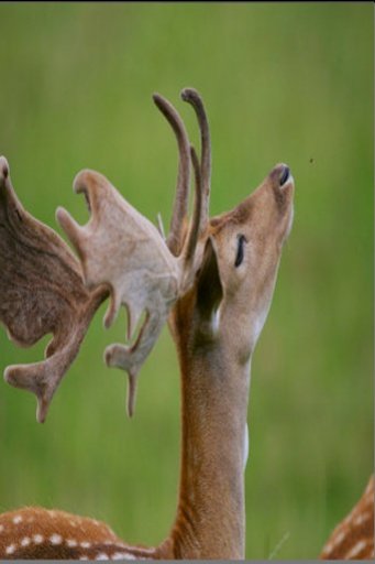 Deer Puzzle截图6