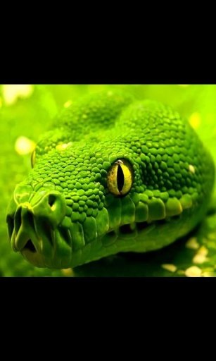 Lizard Snake Live Wallpaper截图3