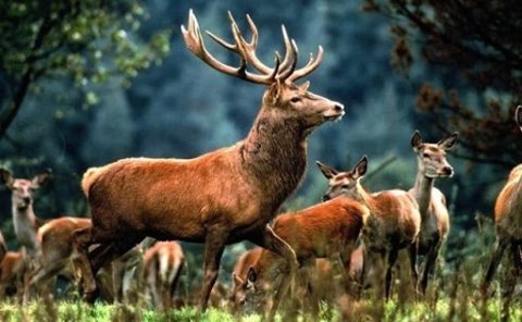 Deer Challenge截图6