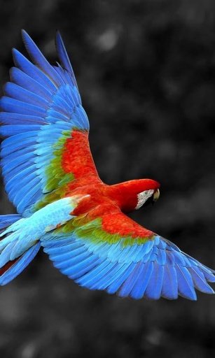 Talking Parrot Live Wallpaper截图2