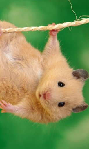 Hamster Live Wallpaper截图6