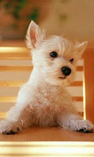 Cute Dog Wallpaper截图11