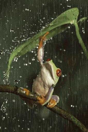 Frog In Rain Live Wallpaper截图1