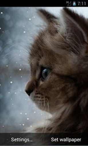 Kitty and Snow Live Wallpapers截图3