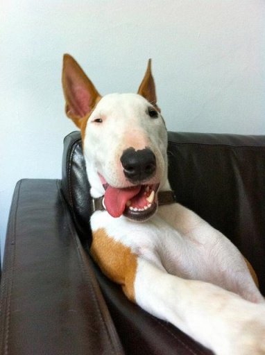 Bull Terrier Puzzle Game截图7