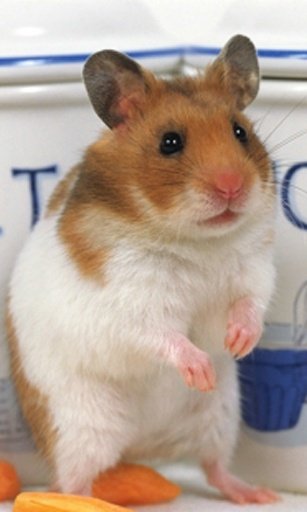 Hamster Live Wallpaper截图3