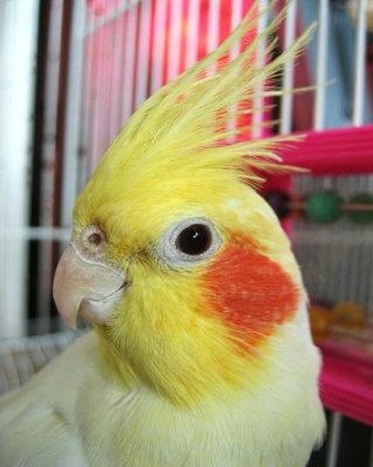 Talking Cockatiel Parrot截图7