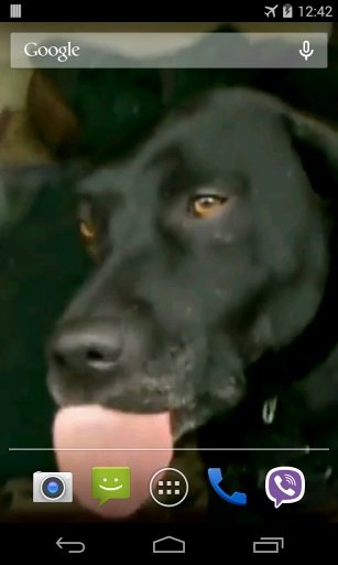 Dog Licks Glass Video LWP截图2