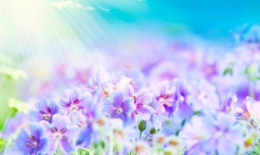 Flowers wallpapers截图1