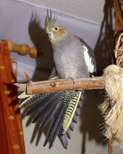 Talking Cockatiel Parrot截图1