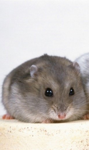 Hamster Live Wallpaper截图5