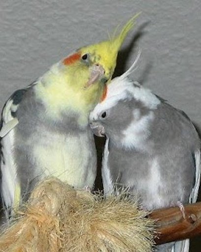 Talking Cockatiel Parrot截图11