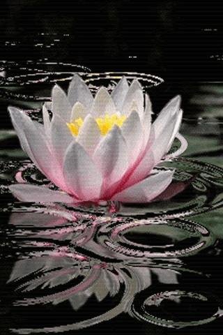 Lotus Flower Live Wallpaper截图1