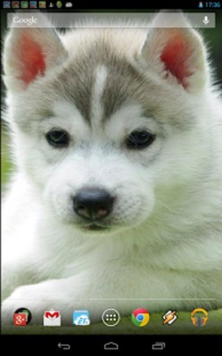 Little Husky截图6