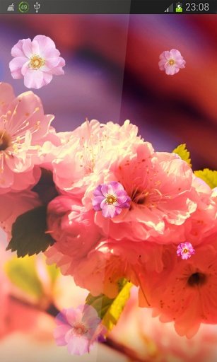 Spring Flowers HD LWP截图1