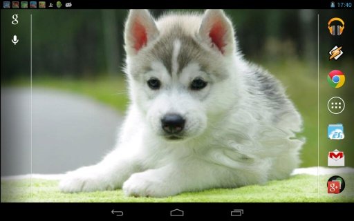 Little Husky截图5