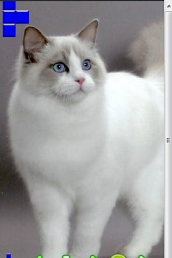 Where's My Ragdoll Cat截图5