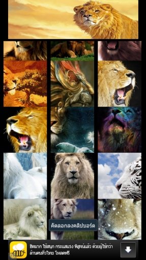 Big lion wallpaper截图6