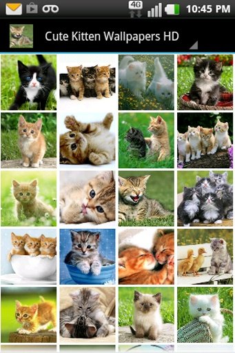 Cute Kitten Wallpapers HD截图3