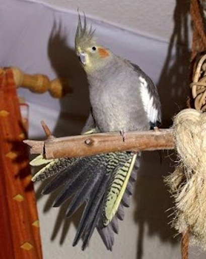 Talking Cockatiel Parrot截图4