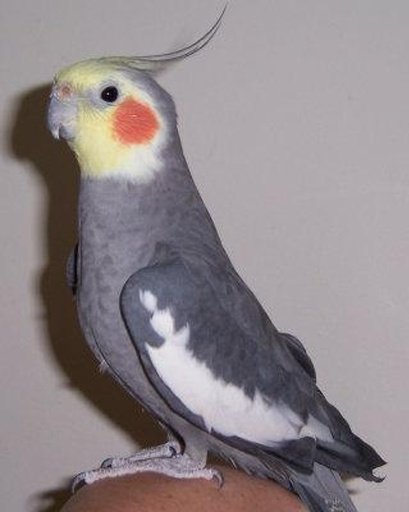 Talking Cockatiel Parrot截图5