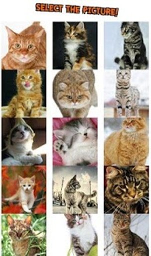 Baby Cat Puzzle截图6