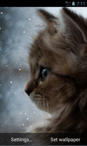 Kitty and Snow Live Wallpapers截图4