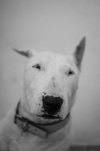 Bull Terrier Puzzle Game截图9